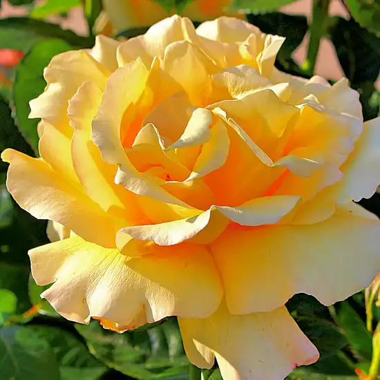 Fără parfum - Trandafiri - Sunny Rose® - 